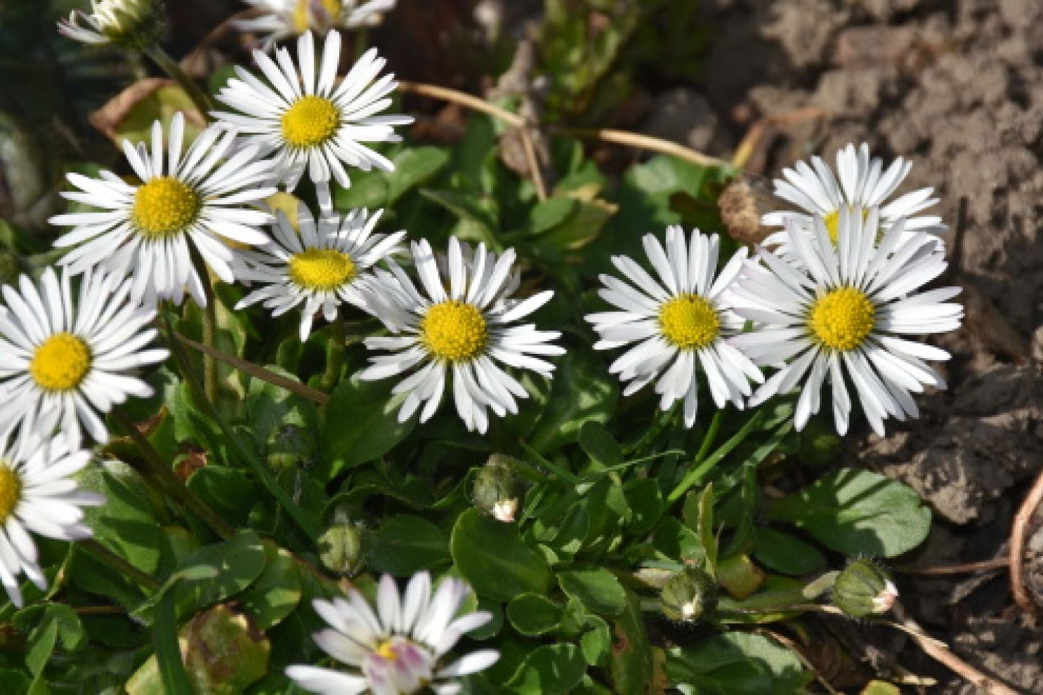 Sedmikráska obecná