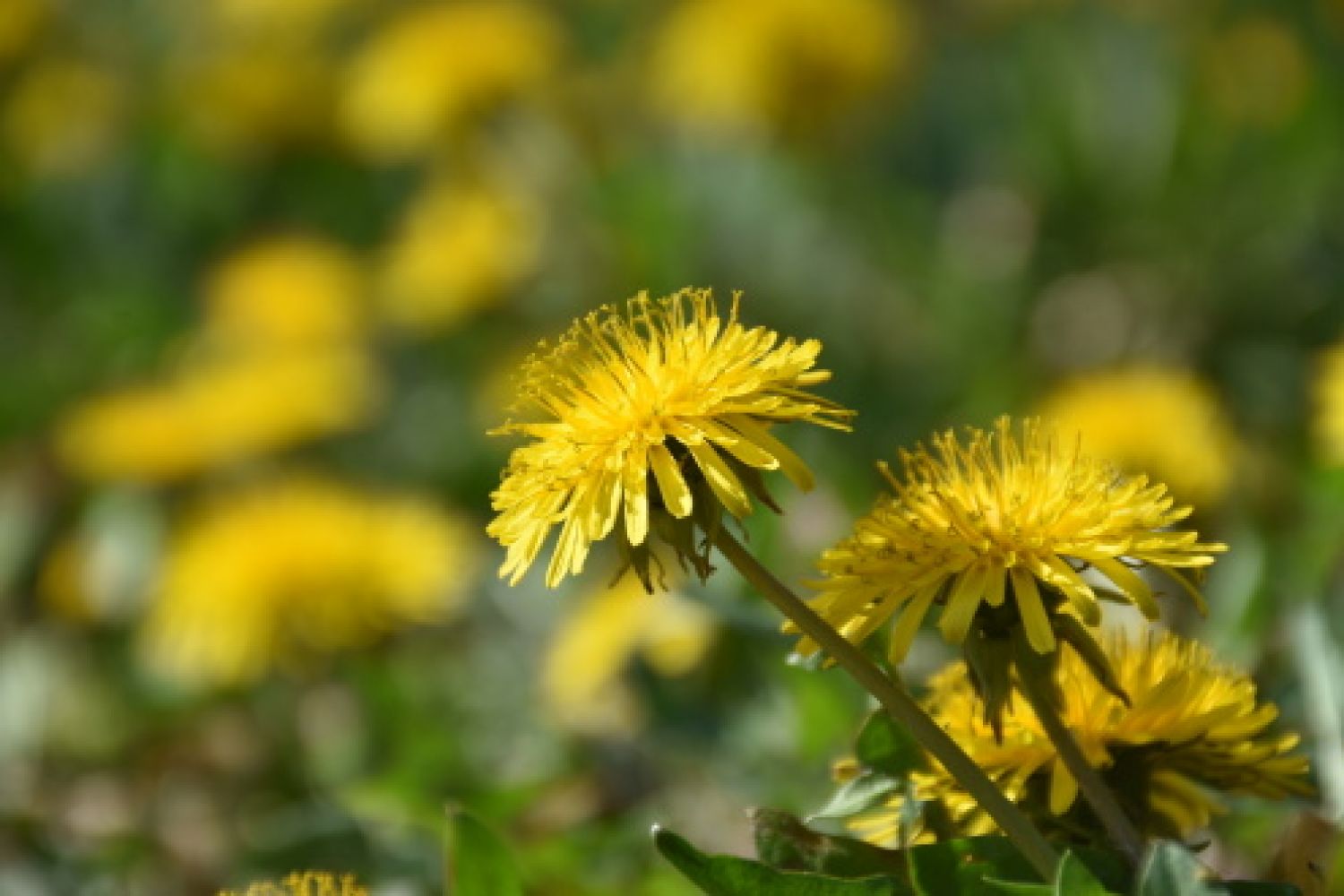 Pampeliška lékařská