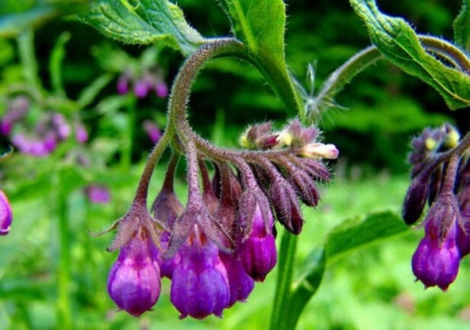 Kostival lékařský