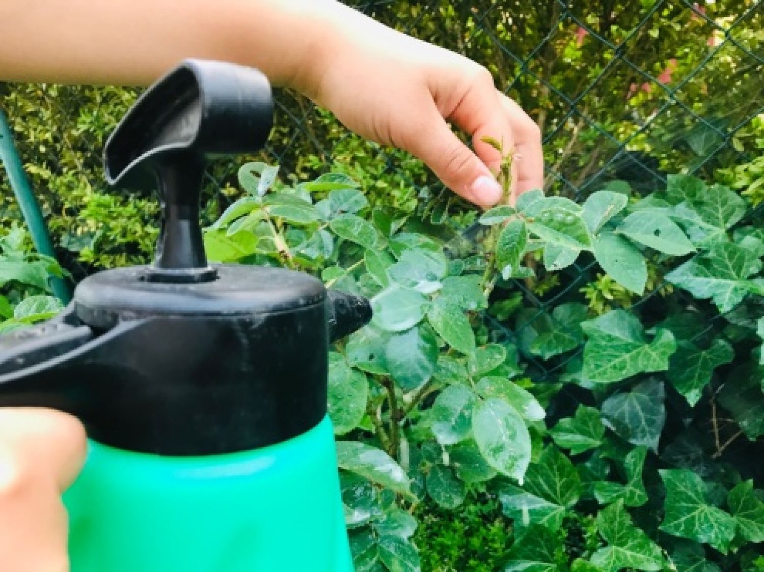 Přírodní postřik proti mšicím