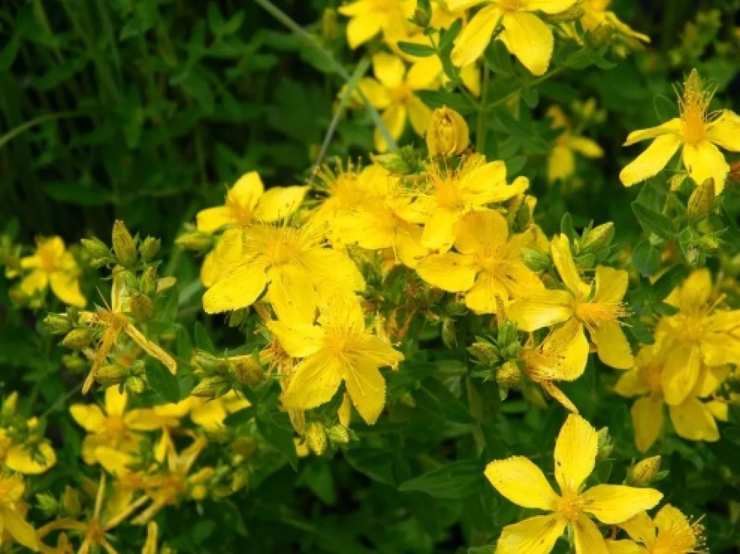 Třezalka tečkovaná